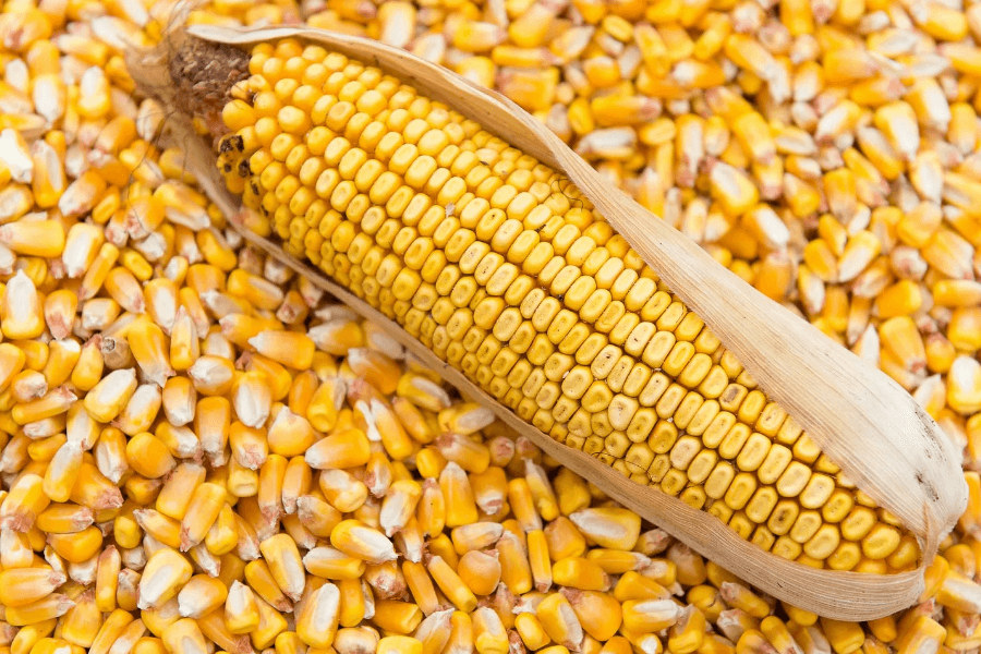  зерно кукурузы в Волгограде